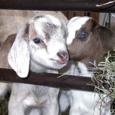 Sheep & Goats Clostridial diseases (CD-T) over eating disease Clostridium perfringens type C affects kids < 1 month type D