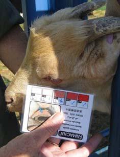 Subcutaneous Injections Meat goats Prefer injections in neck Breeders Prefer the axilla area (behind the elbow) Nodular mass not as visible Not readily mistaken for caseous lymphadenitis Deworming