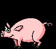 Swine Should be born after February 1, 2016 Required weight: (225-300 Pounds) Purebred or crossbred ~ gilts or barrows Grain fed - no slop Care &