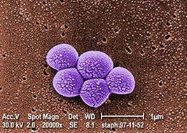 Methicillin-Resistant Staphylococcus Aureus (MRSA) MRSA is a type of staphylococcal organism resistant to traditional antibiotic therapy, including