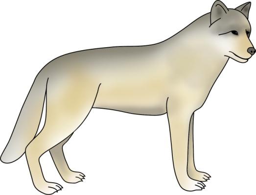 Arctic Wolf Section