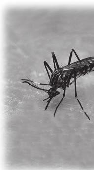 Mosquitoes: Masters of Adaptation and Survival When consumers needed a fast, easy solution to control mosquitoes in their backyard or on their person, they usually turned to products containing DEET.