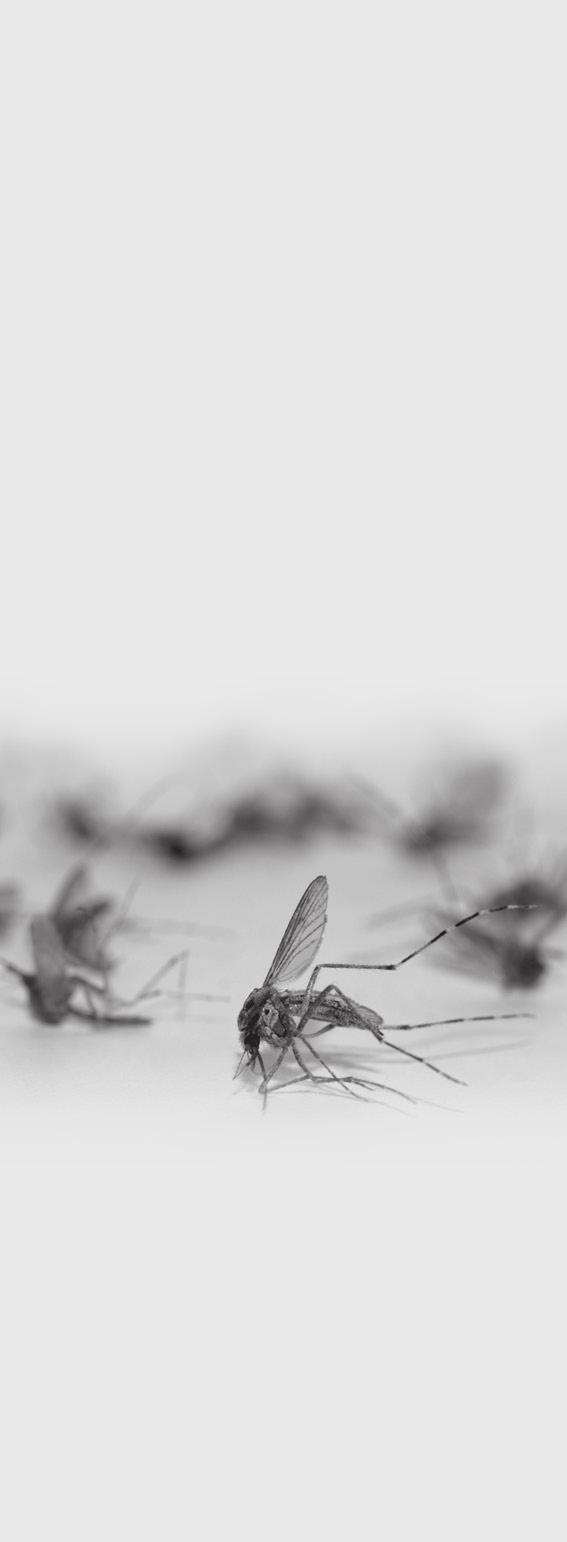 However, a recent study released by the London School of Hygiene & Tropical Medicine revealed that some mosquitoes and flies may carry a genetic alteration in their aroma receptors that makes them