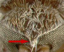 28) Wide eye separation above antennae, separated by a cover of
