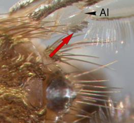 Antennal flagellomere 1 (Flm-1) elongate, one-and-a-half times or more as long as
