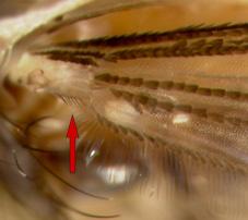 Antennal flagellomere 1 (Flm-1) about the same length as flagellomere 2 (Flm- 2): Cq.