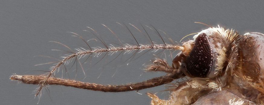 46) All antennal flagellomeres of females not short and thick.