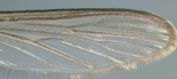 All antennal flagellomeres of females are unusually short and thick: Ad.