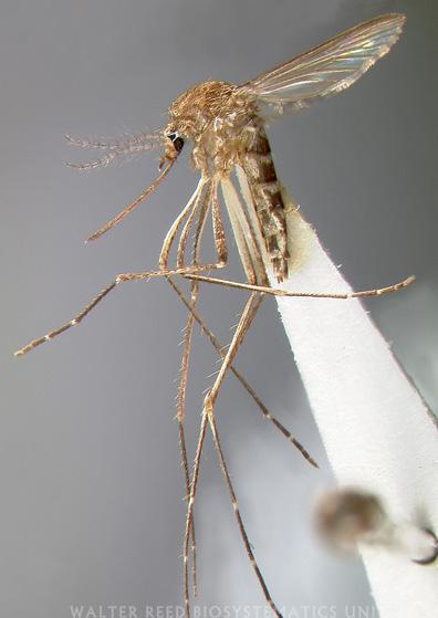 Aedes (Aedimorphus)