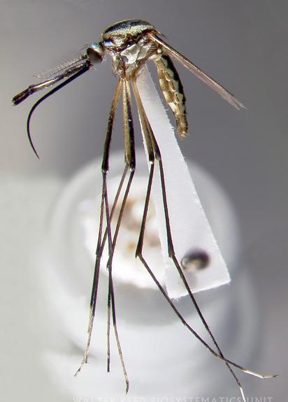 Mosquito Genera Mimomyia
