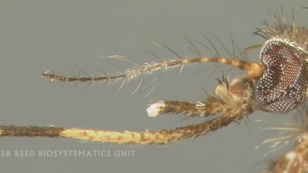 Antennae not bushy or feather-like, proboscis (P) with apical half
