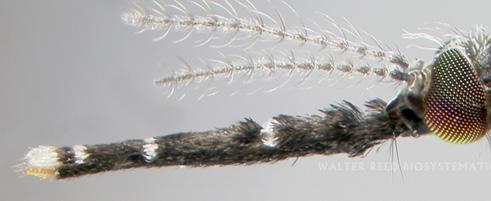 Antennae featherlike: Male Cx.