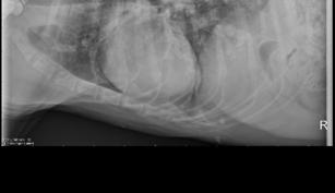 antigen and microfilaria-positive CBC normal Chest radiograph Shiloh Shiloh What do you tell owner? Safe to anesthetize and suture foot pad? Prognosis? Best therapeutic approach for HW and Mf?