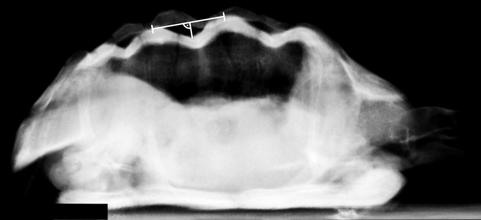 Growth and health in tortoises 11 Figure 1 Quantification of the hump formation of the carapax of herbivouros tortoises (Testudo spp.) on laterolateral radiographs.