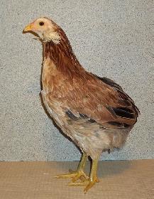 Thank you to Cindy Mansell of Waterloo, New York on the purchase of Stella, a Black Araucana Hen (Champion AOSB).
