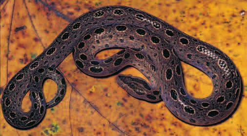 Tropidophis, consists of about 20 species, most found on islands of the West Indies, and a few on the South American continent.