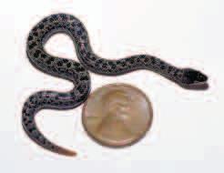 Tropidophis haetianus male usually coils its tail around the posterior part of the female Defense Dwarf boas display interesting defensive strategies.