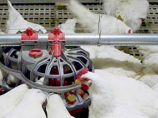 genesis Breeder Feeder The Double Pan Feeding System Multiply Your Feeder Space with the GENESIS Breeder Feeder Fit 24 more birds at 12 linear feet (3.