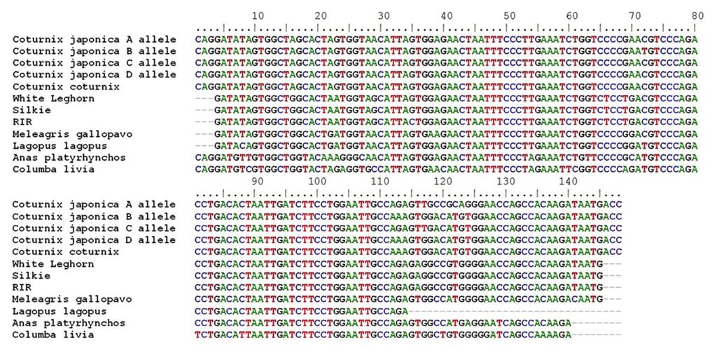 Figure-2: Aligned nucleotide sequence of 148 bp fragment of Mx1 gene.