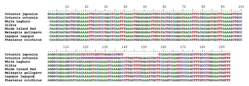 Figure-4: Aligned nucleotide sequence of 176 bp fragment of Mx1 gene. Table-3: Nucleotide substitutions in Fragment I (Exon 3 of Japanese quail Mx1 gene).
