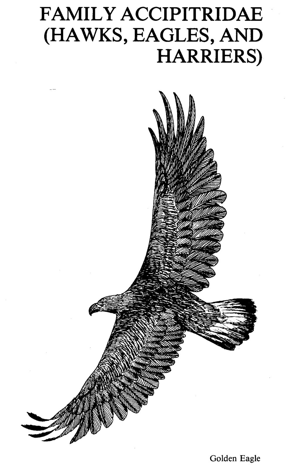 FAMILY ACCIPITRIDAE (HAWKS, EAGLES, AND HARRIERS) Golden Eagle Published in Birds of the Great Plains: Breeding Species and