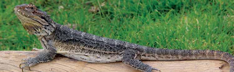 by Gordon Rich BE (Chem) Hons. Wombaroo Food Products South Australia wombaroo@adelaide.on.net The following is an overview of nutritional requirements for reptiles commonly held in captivity in Australia.