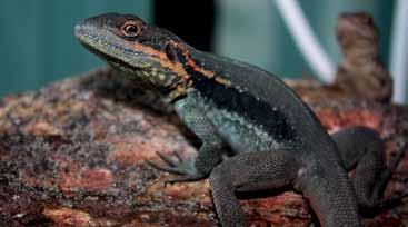 Improving Captive Diets Variety, Variety, Variety It is important to increase the diversity of reptile diets, in order to provide a broader, more balanced nutrient profile.