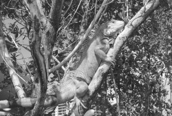 December 2003 117 A Buttonwood Tree (Cornocarpus erectus) provides food and a place to bask for this Green Iguana (Iguana iguana) on Watson Island in Miami. Photograph by Joe Wasilewski.