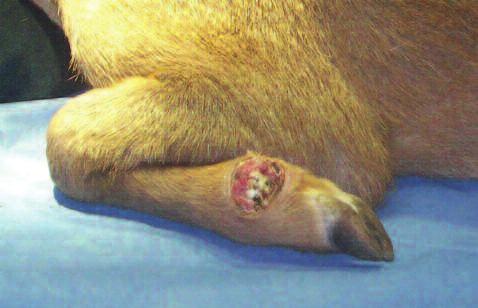139 Patient examination Anamnesis A female red brocket deer was found with super cial wounds, caused by intra-speci c aggression. The deer presented 1/4 lameness in the left forelimb (Flo et al.