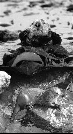 Family Mustelidae, Subfamily Lutrinae Enhydra lutris - Sea otter - N.