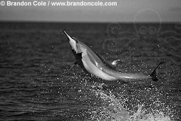 Spinner dolphins (Stenella