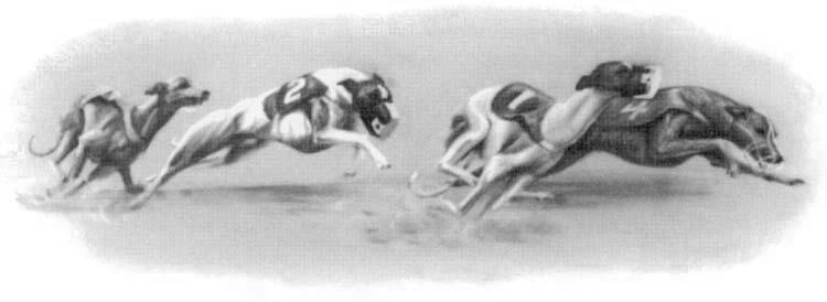 North American Whippet Racing