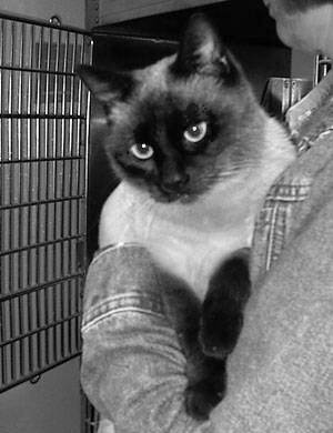 Here s a c s c s cat with black color ( seal point Siamese