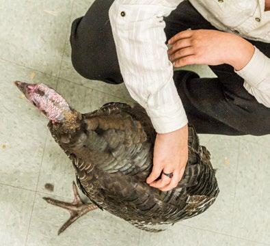 Step 4: Turkeys: Figure 5 Examine the neck area for length, erectness and signs of molting (Turkeys: Figure 6).