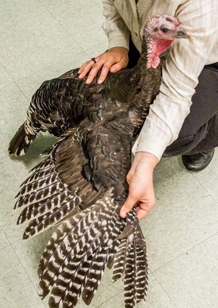 Check for roached back, the under-color of the feathers and signs of molting.