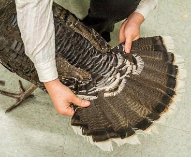 Step 7: Examine the tail to see if all tail feathers are present, to check the condition of the feathers and to look for signs of molting.