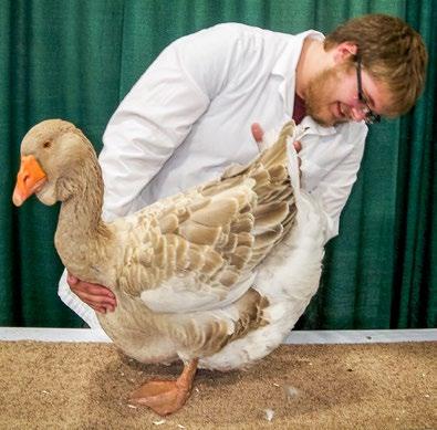 Step 6: Use the palm of your hand to run over the goose s back area. Check the back s length and width. Heavy breeds will have long and wide backs.