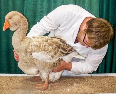 Note: Steps 9 and 10 are important in a female goose to determine the past egg production qualities.