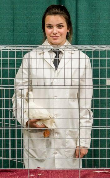 WELCOME TO 4-H POULTRY FITTING & SHOWMANSHIP Congratulations on deciding to get involved in fitting and showing of poultry!