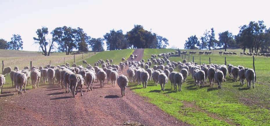 Ewe condition has a significant effect on profitability at any stocking rate.