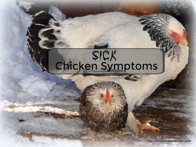 Sick Chicken Symptoms You Should Recognize While it is good to recognize sick chicken symptoms, it might be more valuable for new chicken owners to know normal, healthy chicken behavior.