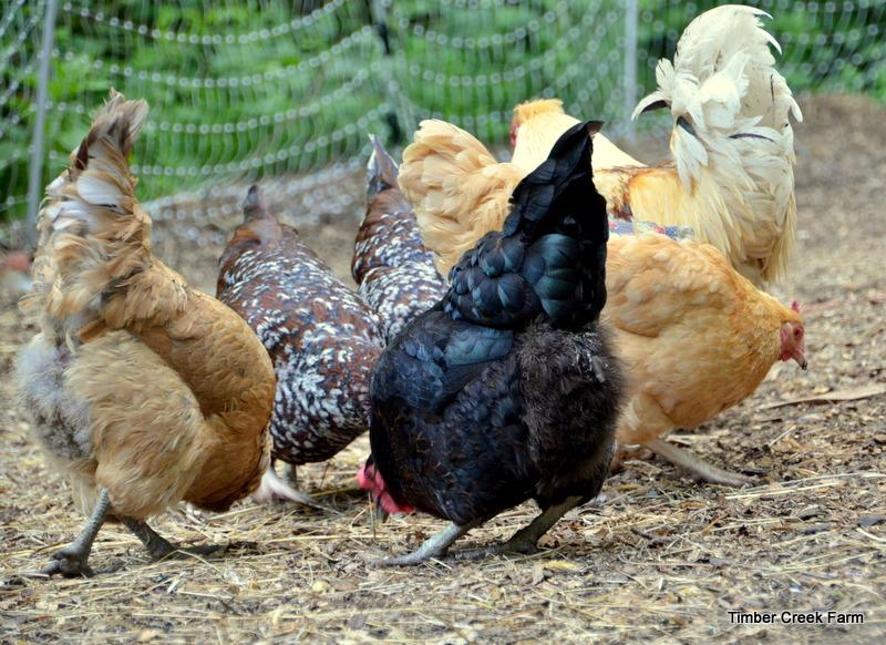 Healthy Chickens have Healthy Appetites Chickens who are unwell do not eat much. Sometimes they stop eating completely. This is another reason it is good to observe your flock when you are feeding.
