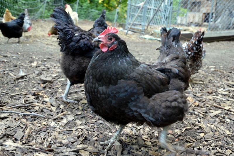 weight. The older hen that begins to look scrawny and small, may be suffering from an undetected illness.
