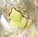 Pacific tree frog (Hyla regilla) tends to match the substrate color. The data were collected in a meadow near Beartrap Meadow in the Tahoe National Forest in July 2004.
