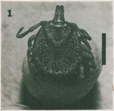 BIOTROPIA No. 2, 1988/1989 Amblyomma babirussae (19) Dermacentor (I.) steini Schulze (19) 5. By 'Lake' (0 44'N 124 27'E). Elevation, 1080-1200 m. - Ex. P. dominator (CHSW No. 13) Haemaphysalis sp.