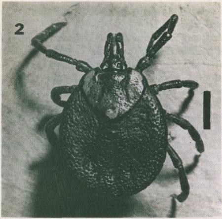 A collection of ticks (Ixodidae)-L.A. Durden & C.H.S. Watts Figure 2. Amblyomma cyprium (adult female).