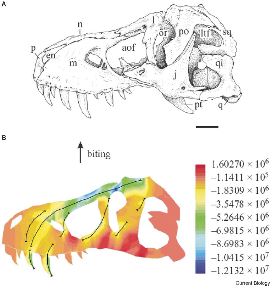 Current Biology Vol 19 No 8 R322 Figure 5. The skull of Tyrannosaurus rex and feeding stresses.