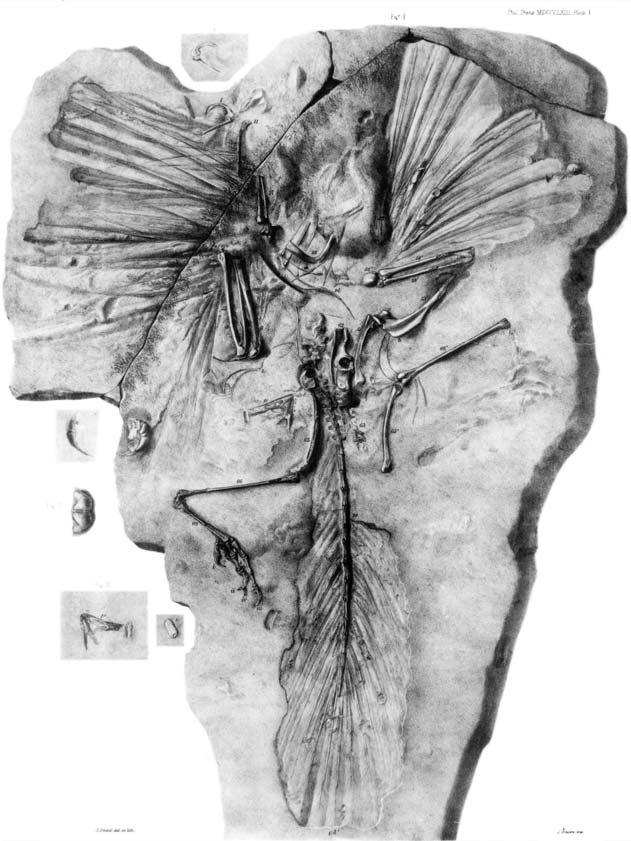 238 P. WELLNHOFER Fig. 1. The London specimen of Archaeopteryx, found near Solnhofen in 1861, was figured as a folded lithograph in natural size published by Richard Owen (1863b).