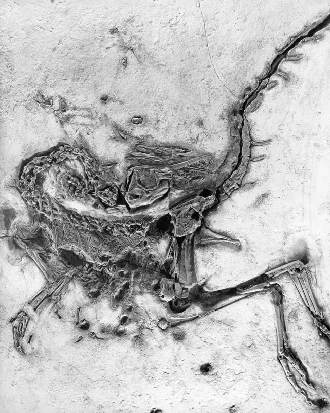242 P. WELLNHOFER Fig. 2. Compsognathus longipes Wagner, from the Upper Jurassic lithographic limestone of Bavaria.