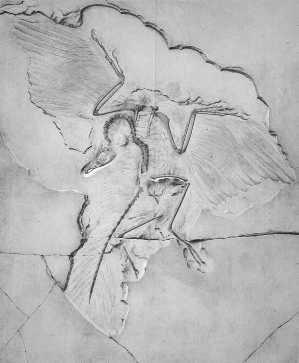 THE HISTORY OF RESEARCH ON ARCHAEOPTERYX 243 Fig. 3. The Berlin specimen of Archaeopteryx, found near Eichstätt in 1876, was figured as a coloured lithograph in the monograph of Wilhelm Dames (1884).